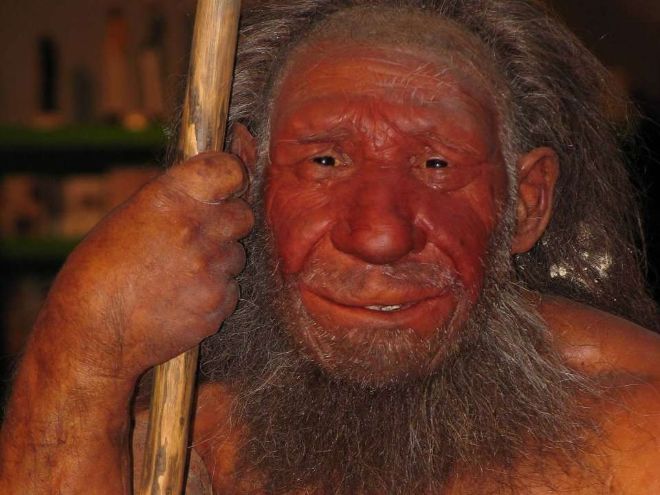 Researchers Just Released The First High Quality Neanderthal Genome Sequence Business Insider