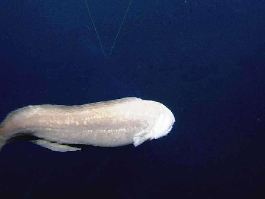 The World S Deepest Dwelling Fish Is Actually This Strange Looking Eel