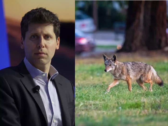 Sam Altman has a coyote problem at his $27 million San Francisco home