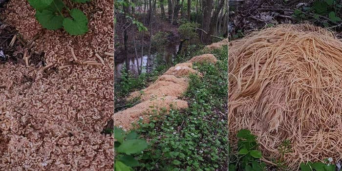 '15 wheelbarrows loads' of pasta were mysteriously dumped in a New Jersey forest. Primo pasta puns were served.