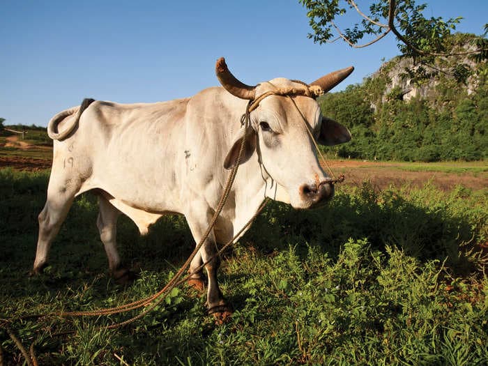 A bull broke loose before a rugby game in France and rampaged on the field, prompting players to flee