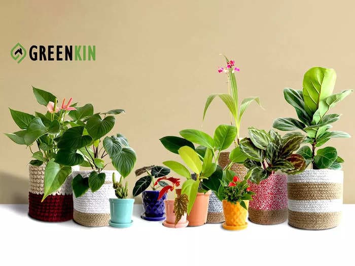 Discover the perfect addition to your home decor with this startup’s premium-potted plants