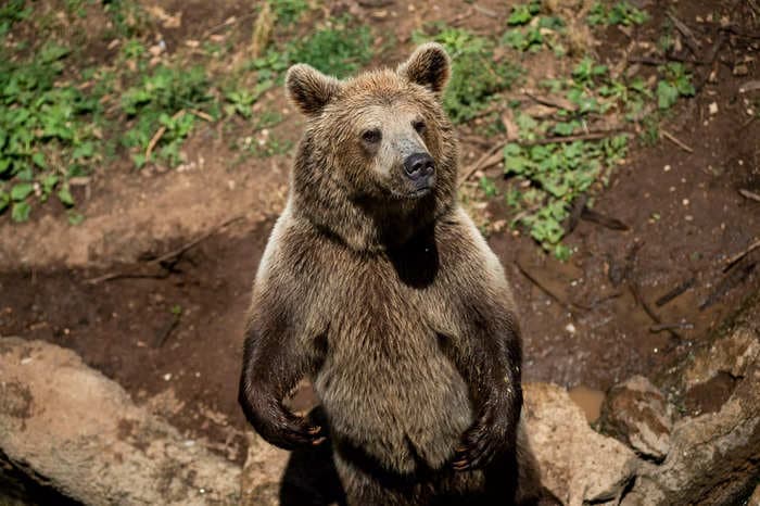 Italian officials detained the wrong bear for killing a jogger in the woods, says animal rights group