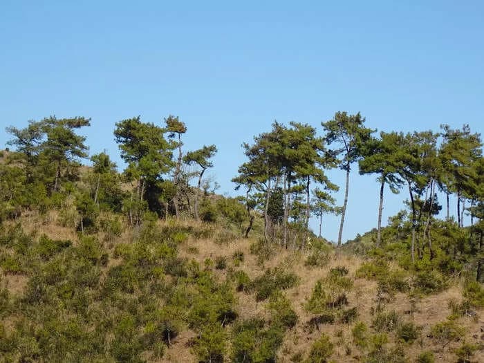 Waste to wealth: Himachal to convert fire-prone pine needles to biogas, help reduce fossil fuel dependence