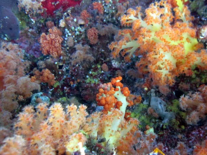 Indo-Pacific corals might end up dominating reefs just by being 'less picky' with their food, study shows