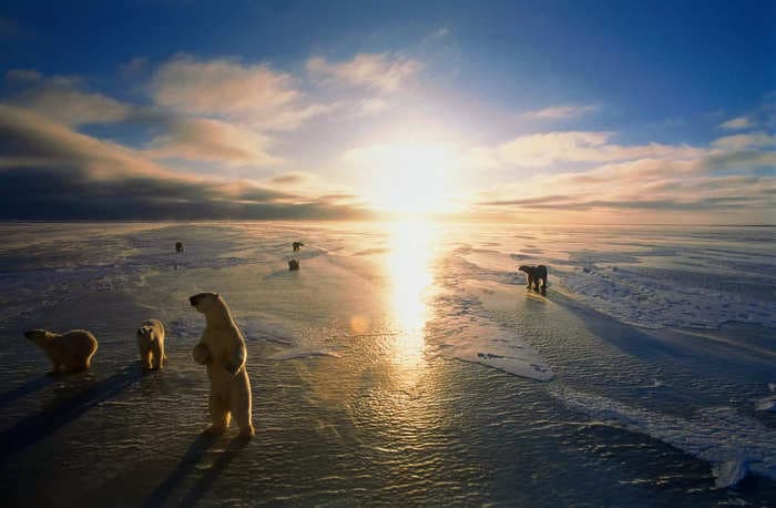 Inside Canada's polar bear 'jail' where bears go without food and are kept behind bars — but it's not what you might think