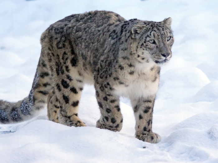 Elusive snow Leopards spotted in Jammu & Kashmir's Kishtwar National Park