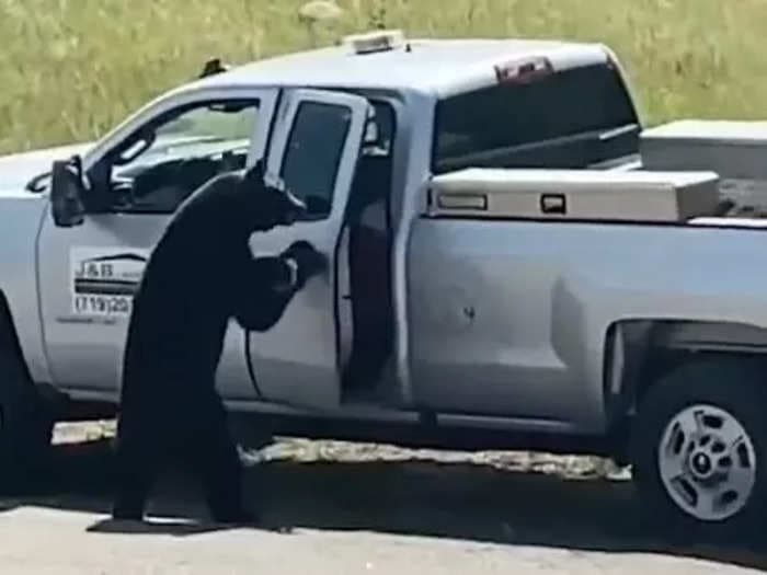 Video shows a bear standing on its hind legs, opening a car door, and helping itself to a cooler in the back seat