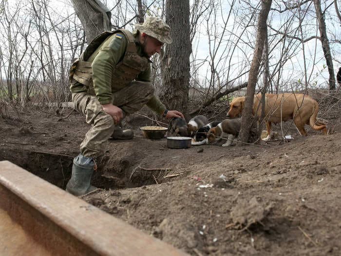 A Russian lawmaker wants to boost Russia's army by using 'large' and 'aggressive' stray dogs as military assets