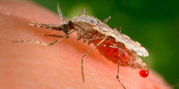 Mosquitoes are most attracted to a chemical compound present in butter, cheeses and yogurts. Their deterrents can be a chemical found in plants, including cannabis.