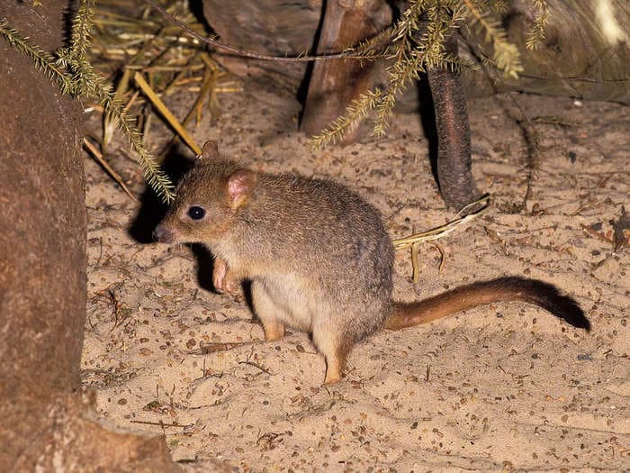 A critically endangered rat-sized marsupial that looks like a mini kangaroo is returning to parts of Australia for the first time in a century