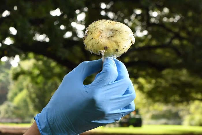 Scientists may have discovered the first antidote to the deadliest mushroom known to humans