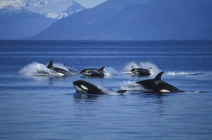 5 things you think you know about killer whales that are actually wrong