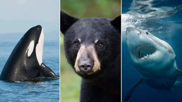 From bears to sharks to orcas, here's what to do if you find yourself up against these apex predators