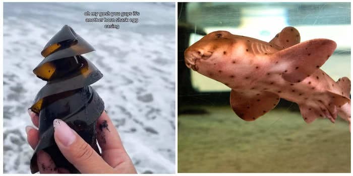 TikToker finds alien-looking shark egg with a tiny, moving embryo inside at the beach