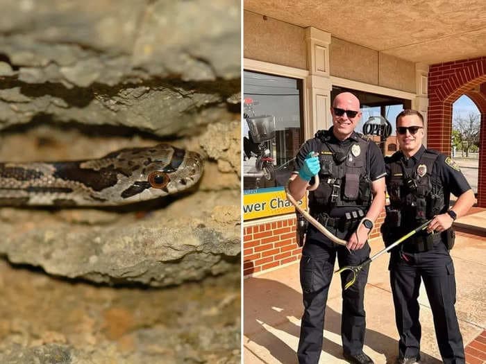 A woman in Oklahoma was shocked when a 4-foot rat snake slithered onto the windshield of her car while she was driving