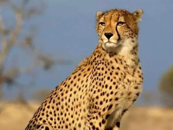 High-power committee to monitor project after 6 cheetah deaths at Kuno