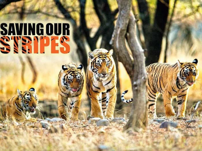 TOI's "Saving Our Stripes" campaign aims to raise awareness of big cat conservation