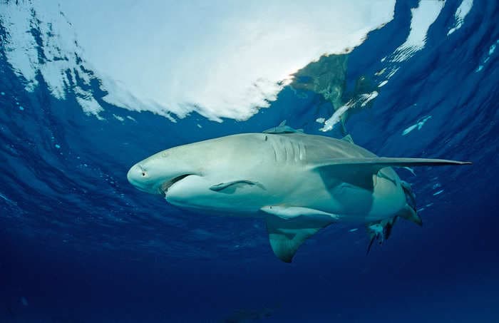 A shark bit off the leg of a young US woman while snorkeling on a Caribbean boat excursion, say reports