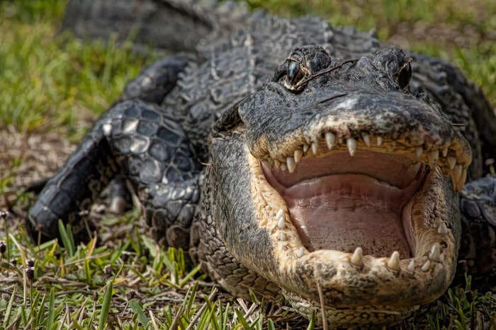 What to do if you see an alligator and how to survive an attack, according to a wildlife expert who keeps pet gators