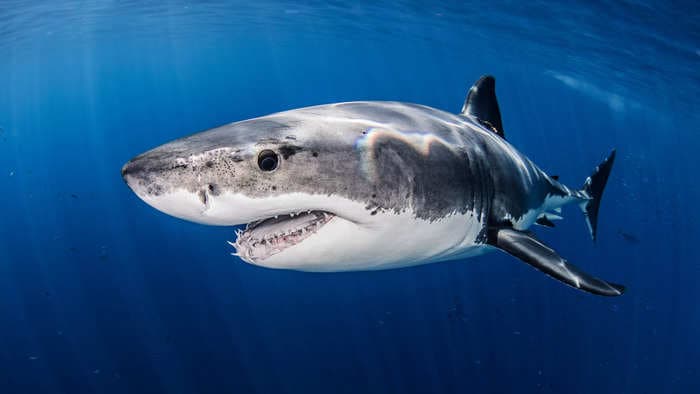 4 great white sharks showed up in New York and New Jersey waters early, having migrated thousands of miles for food