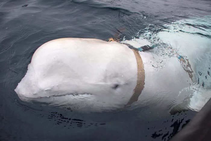 The harness-wearing beluga whale believed to be a Russian spy has popped up in Sweden, puzzling scientists who noted he's traveling 'very quickly away from his natural environment'