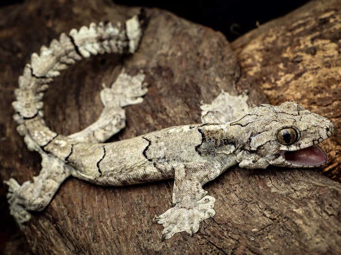 Scientists discovered a smiling, paragliding gecko that flies from tree to tree in India