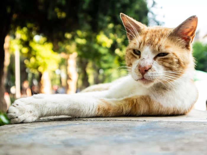 A TikToker who has spent 9 months protecting a stray cat from freezing temperatures and a territorial raccoon finally earned the feline's trust