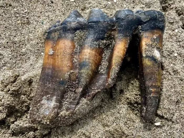 A woman strolling on a California beach found a massive mastodon tooth — and then lost it