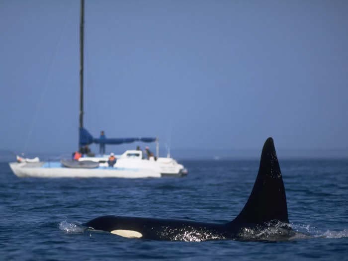 The orca boat attacks are likely to escalate, former SeaWorld trainer says. 'Orcas love having fun, but they can have a darker side.'