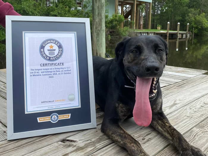 Check out the dog who just set the world record for the longest tongue