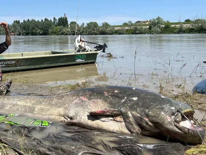 An angler reeled in a record-breaking 9-foot 'prehistoric' catfish. He let it go because he didn't want to 'stress' the amazing creature.