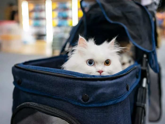 A one-eyed cat escaped during a Delta flight and wandered around the airplane, winning the internet's heart in a viral TikTok