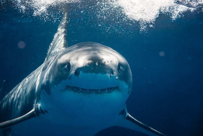 Scientists were 'shocked' to discover that juvenile white sharks regularly venture near swimmers and surfers but don't attack