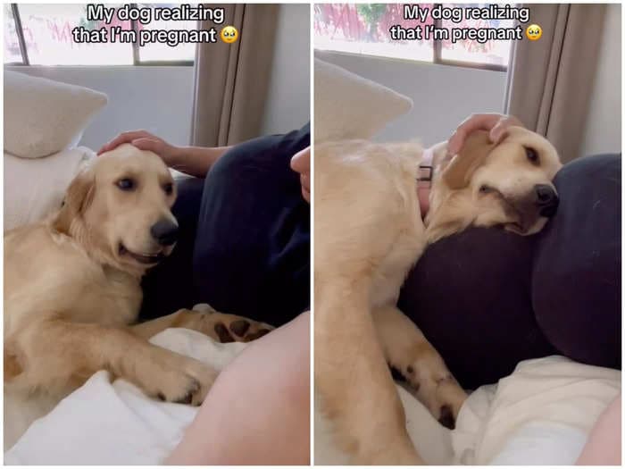 A golden retriever's reaction to her owner's pregnant belly moving has TikTokers in tears