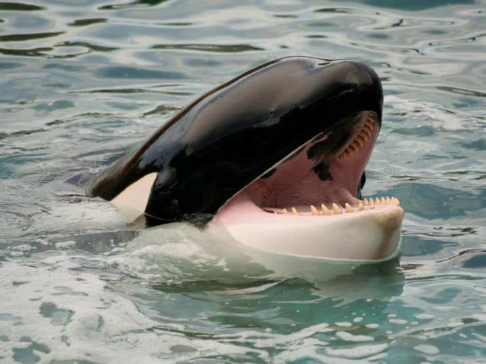 Twitter is rife with speculation that boat-bashing killer whales are 'orcanizing' with dolphins and other sea creatures now