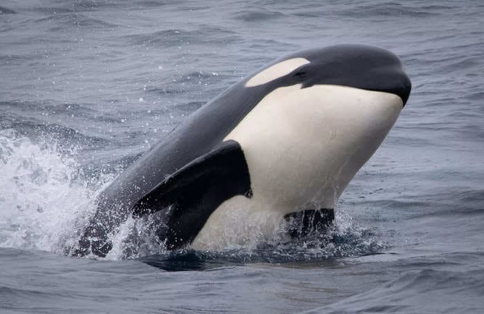 Some of the 30 killer whales captured doing flips and playing near boats in California were the same orcas that attacked a pair of gray whales and tried to eat them alive