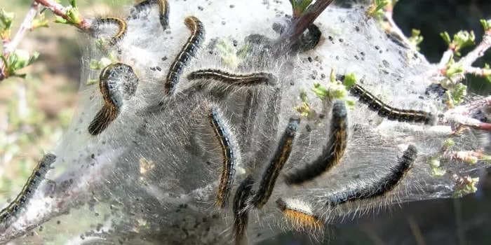 Residents of an island in Washington are facing an unprecedented invasion of millions of caterpillars