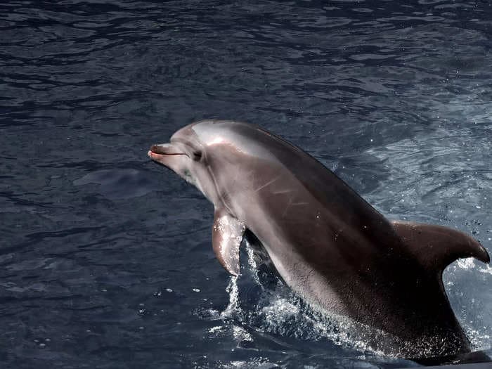 Russia has doubled the number of trained dolphins defending its Black Sea fleet from Ukrainian attacks, says report