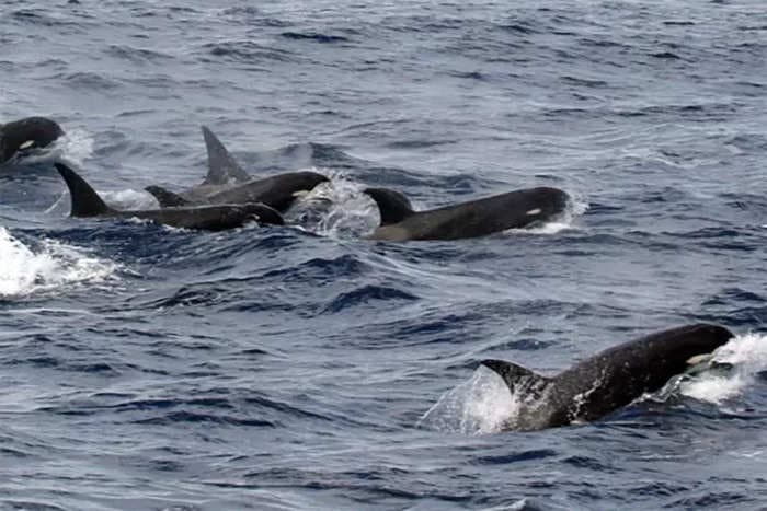 A rare pod of orcas washed up dead on a beach in Chile. It's the first event of its kind in 67 years and only the second in recorded history.