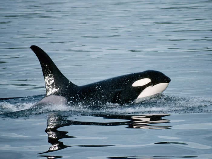 Who are the most likely losers of the 'orca uprising?' Sadly, the killer whales themselves.