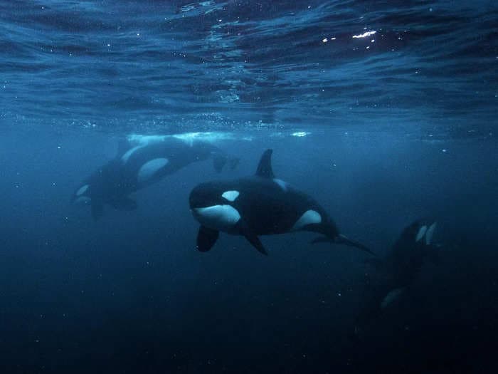 Orca attacks on boats appear to be 'leapfrogging' across oceans as a yacht is rammed by killer whale north of Scotland