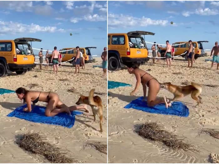 Footage shows a wild Australian dingo dog bitting a sunbathing woman on the butt amid a string of canine attacks in island paradise