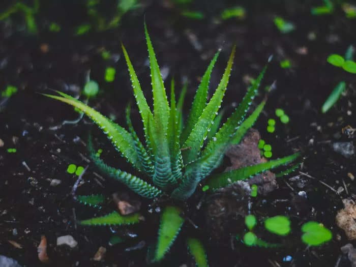 How to grow Aloe Vera at home