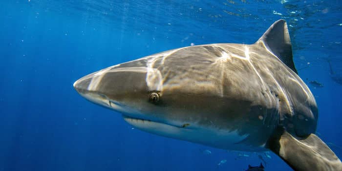 Watch the moment a man in the Florida Everglades gets yanked off a boat by a shark, in case you needed more reasons to be terrified of going out on the water this summer