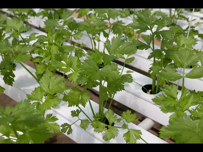 How to grow Coriander at home