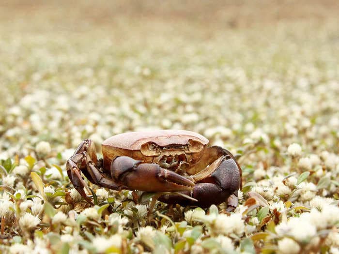 ‘Crab batteries’ could be powering your houses and electric vehicles in the future!