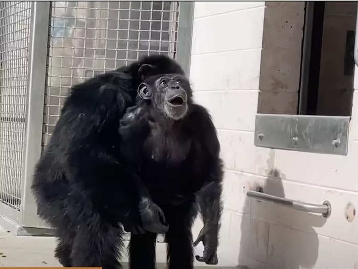 Poignant video of a medical research chimpanzee 'in awe' at seeing open sky for the first time after 28 years spent in a cage