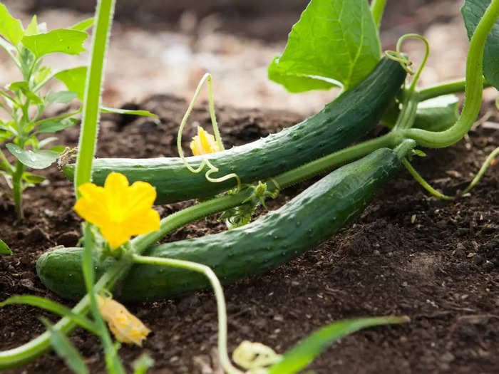 How to grow Cucumber at home