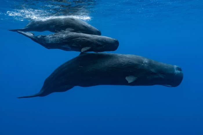 A professor trying to solve the death of a beached sperm whale ended up discovering 21 pounds of whale vomit worth half a million dollars